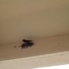 家の玄関にツバメの巣が作られた～あなたならどうしますか！？の話